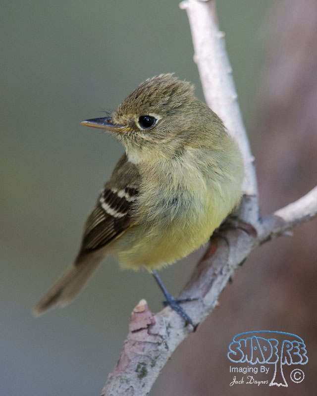 Pacific-Slope Flycatcher - Empidonax difficilis