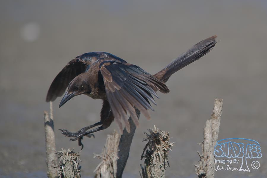 Great-Tailed Grackle - Quiscalus mexicanus