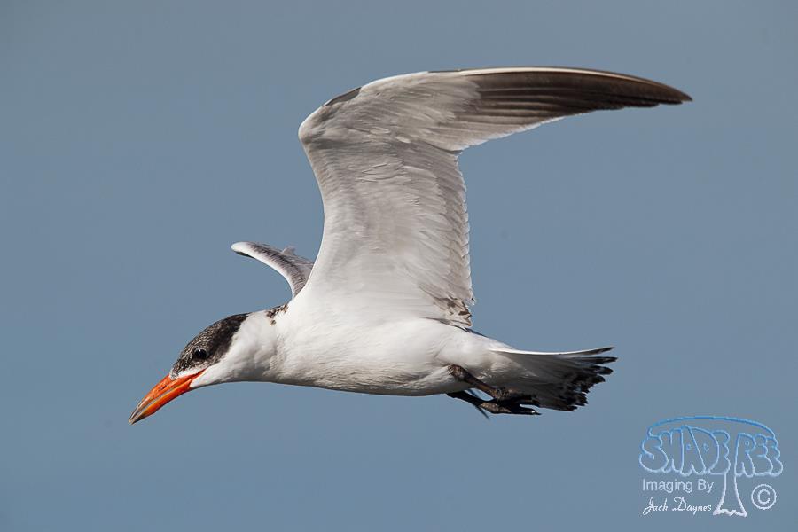 Caspian Tern - Hydroprogne caspia