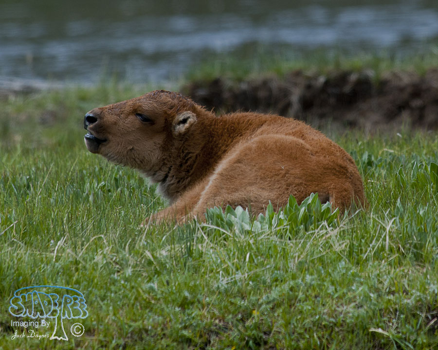 American Bison - Bison bison