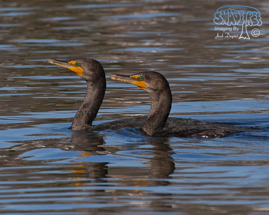 Double-Crested Cormorant - Phalacrocorax auritus