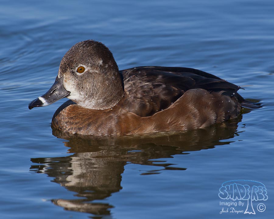 Ring-Necked Duck - Aythya collaris