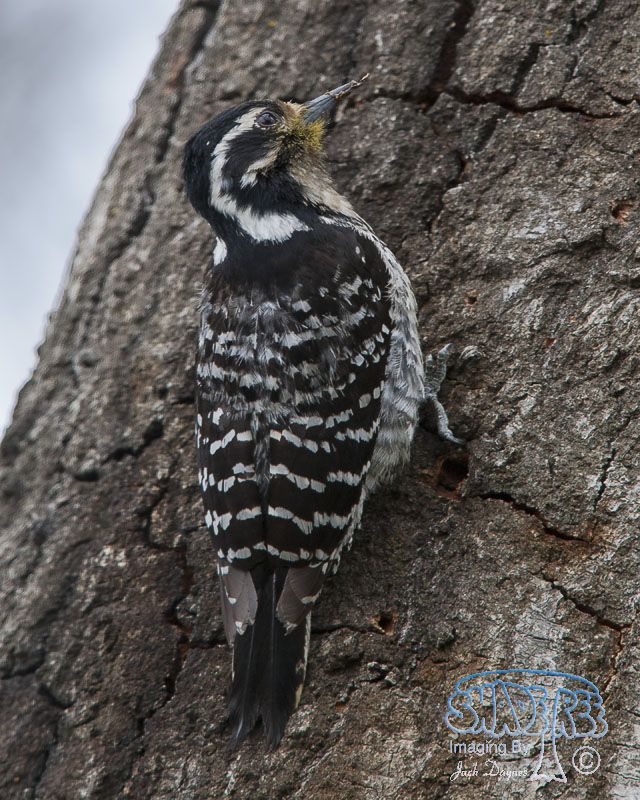 Nuttall's Woodpecker - Dryobates nuttallii