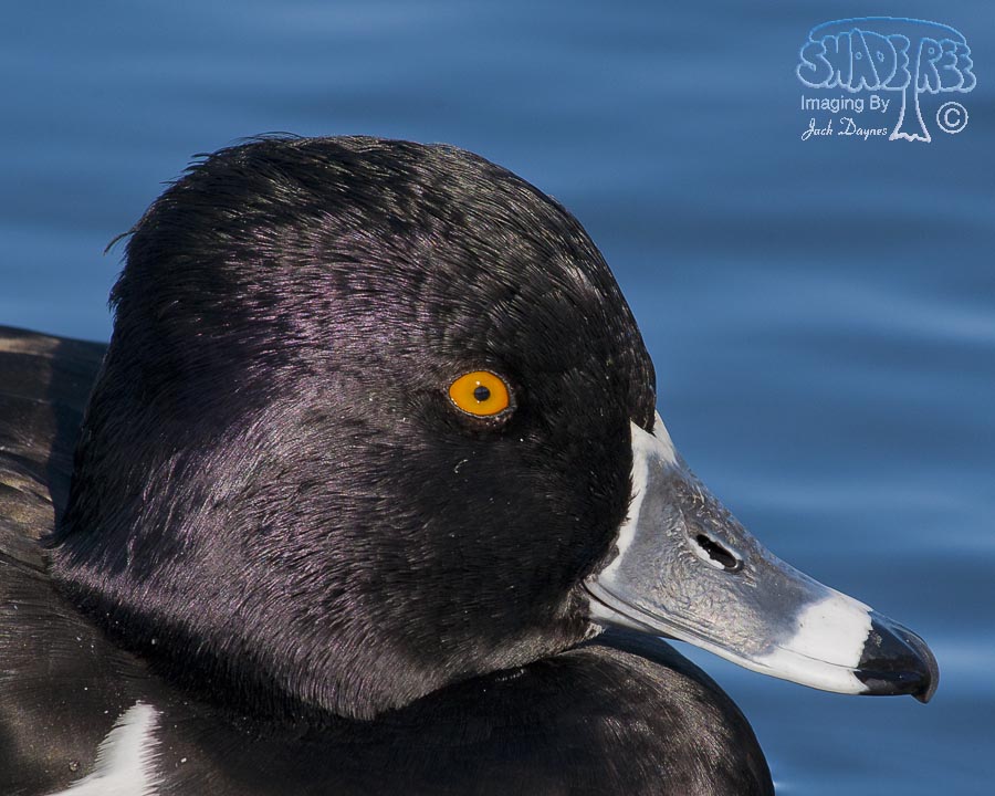 Ring-Necked Duck - Aythya collaris