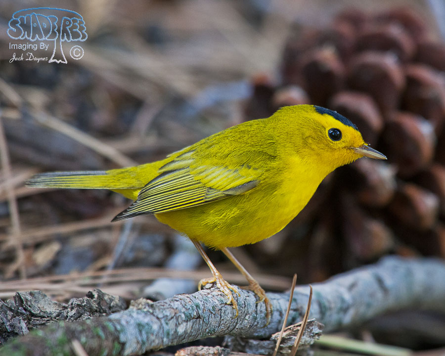 Wilson's Warbler - Cardellina pusilla