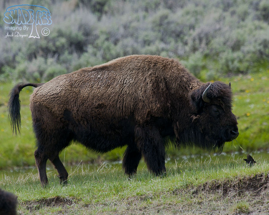American Bison - Bison bison