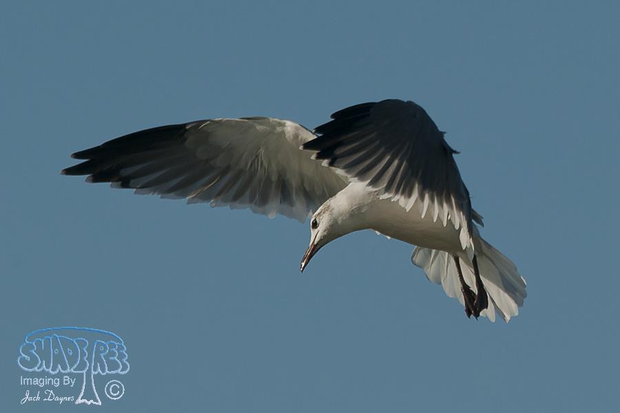 Laughing Gull - Leucophaeus atricilla