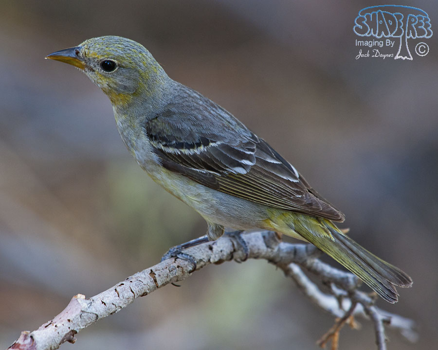 Western Tanager - Piranga ludoviciana