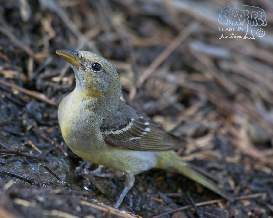 Western Tanager - Piranga ludoviciana