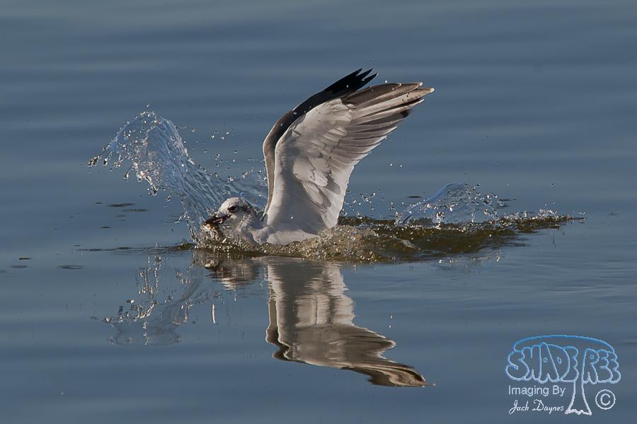 Laughing Gull - Leucophaeus atricilla