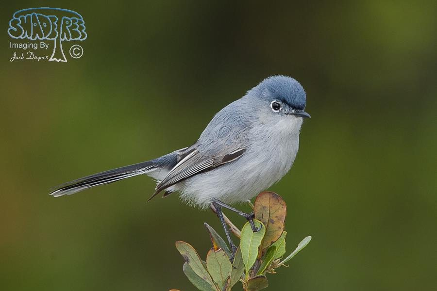 Blue-Gray Gnatcatcher - Polioptila caerulea