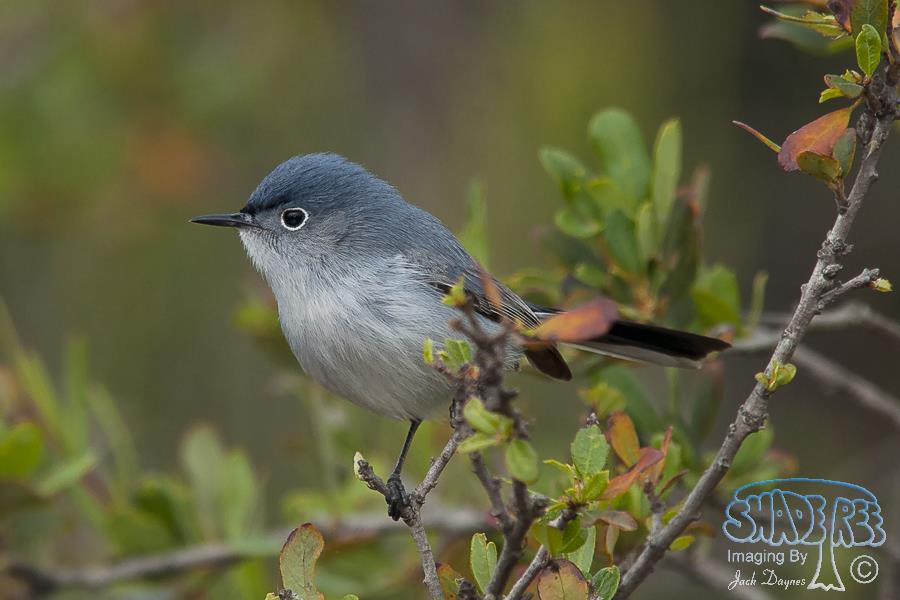 Blue-Gray Gnatcatcher - Polioptila caerulea