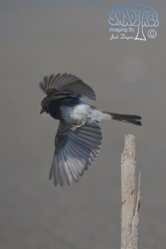 Black Phoebe - Sayornis nigricans