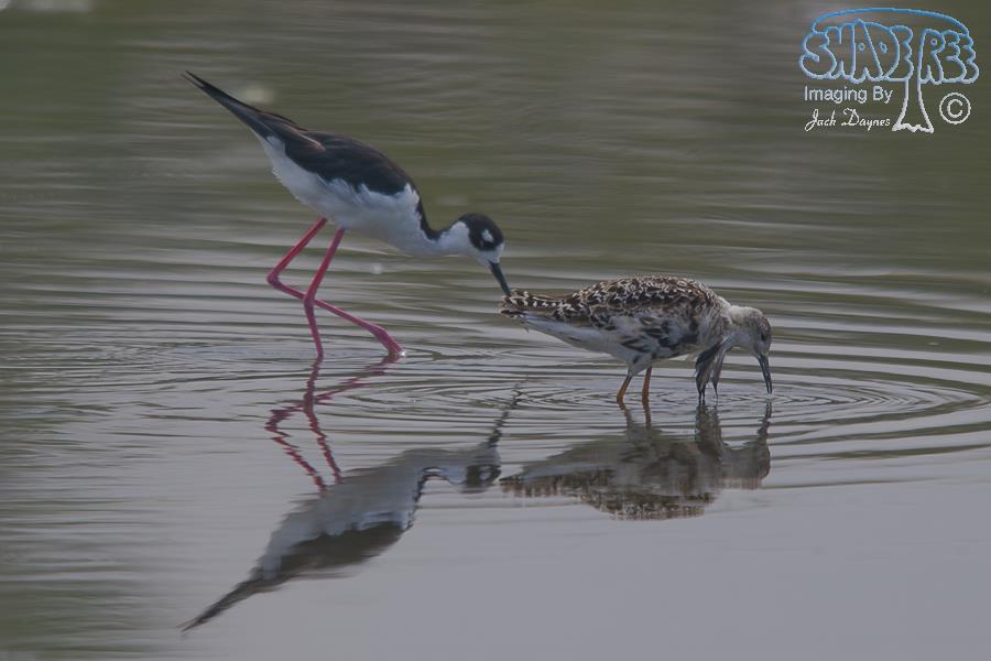 Ruff - Philomachus pugnax