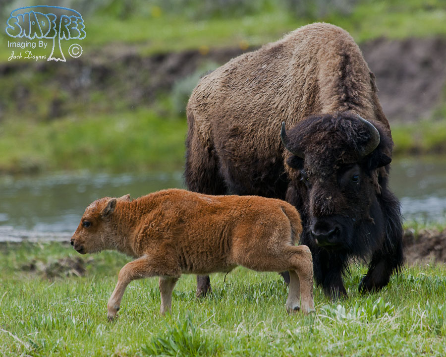 American Bison - Bison bison