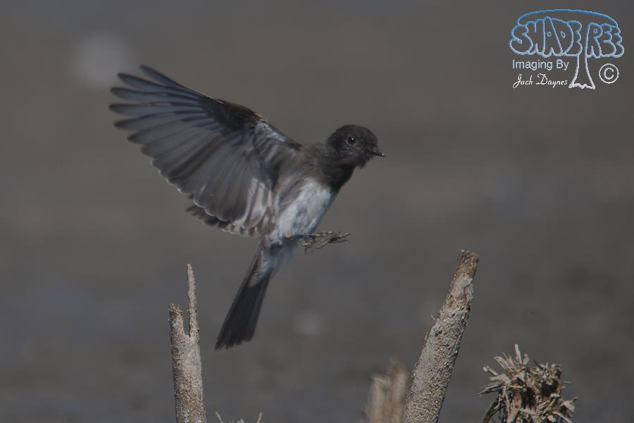 Black Phoebe - Sayornis nigricans