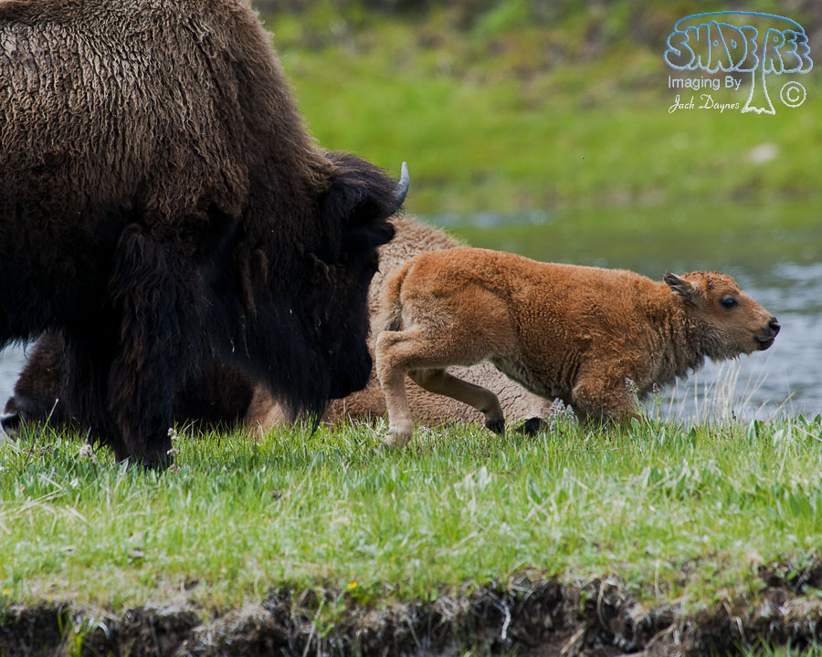 American Bison - Bison bison