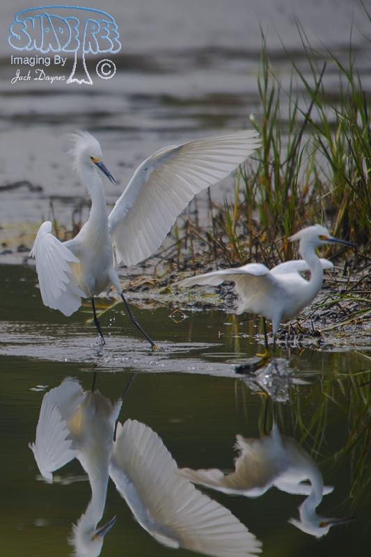 Snowy Egret - Egretta thula