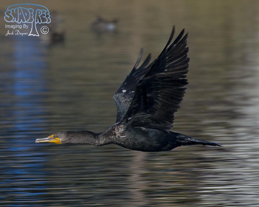 Double-Crested Cormorant - Phalacrocorax auritus