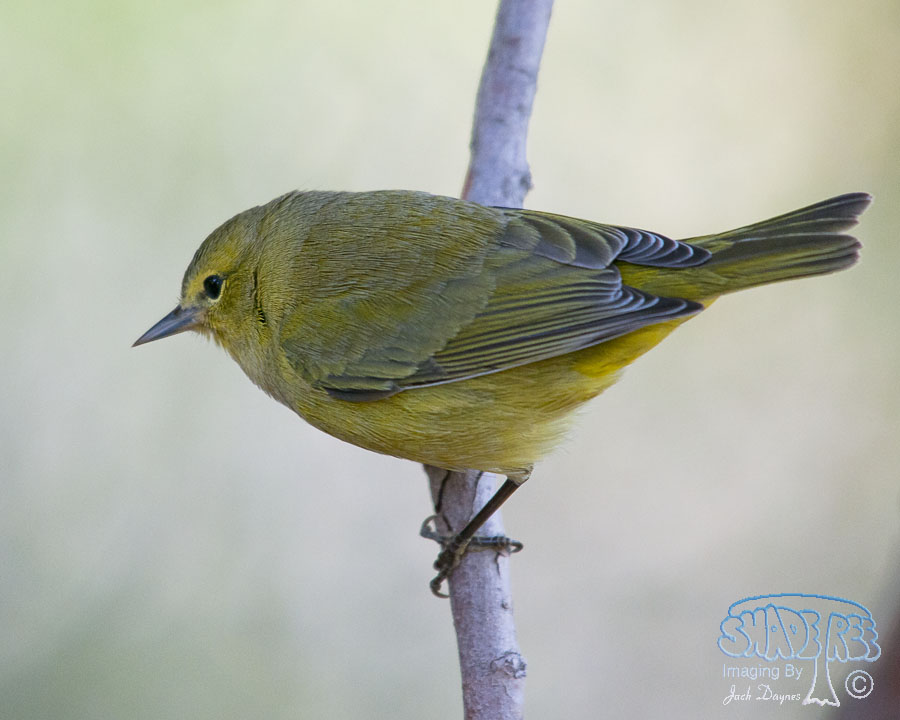 Orange-Crowned Warbler - Oreothlypis celata