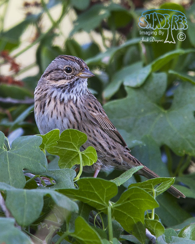 Lincoln's Sparrow - Melospiza lincolnii