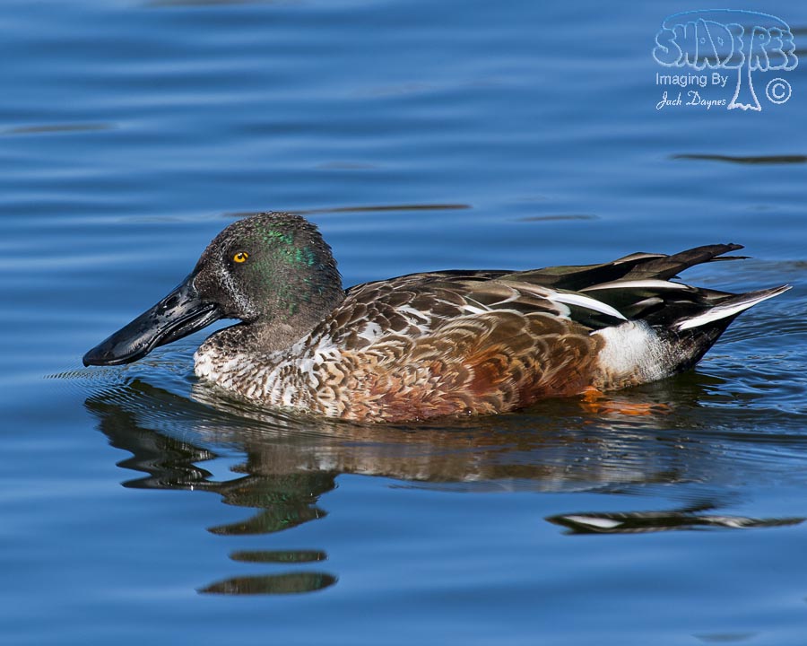 Northern Shoveler - Spatula clypeata