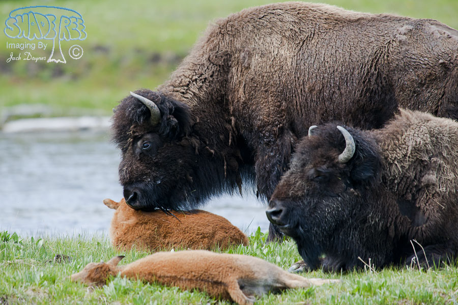 American Bison - Bison bison