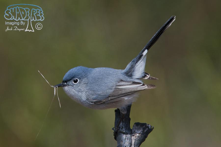 Blue-Gray Gnatcatcher - Polioptila caerulea