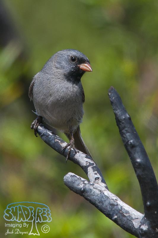 Black-Chinned Sparrow - Spizella atrogularis