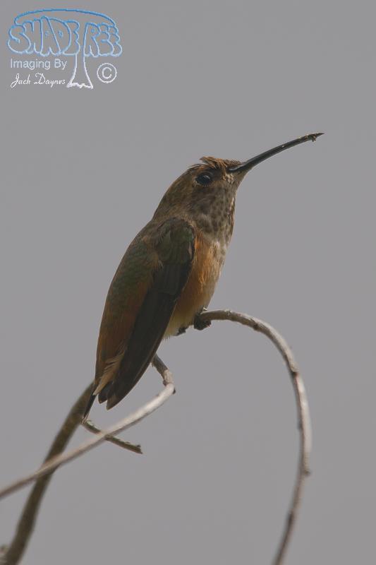 Allen's Hummingbird - Selasphorus sasin