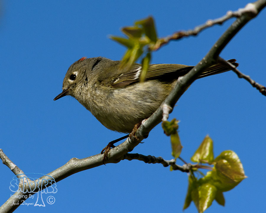Ruby-Crowned Kinglet - Regulus calendula