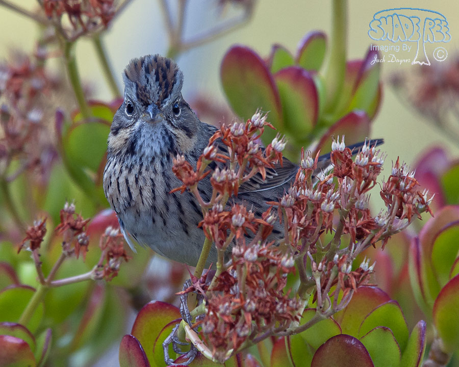 Lincoln's Sparrow - Melospiza lincolnii