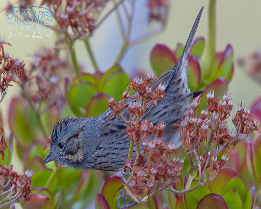 Lincoln's Sparrow - Melospiza lincolnii
