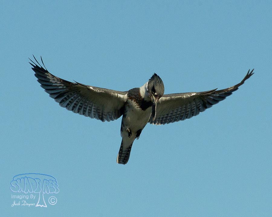 Belted Kingfisher - Ceryle alcyon