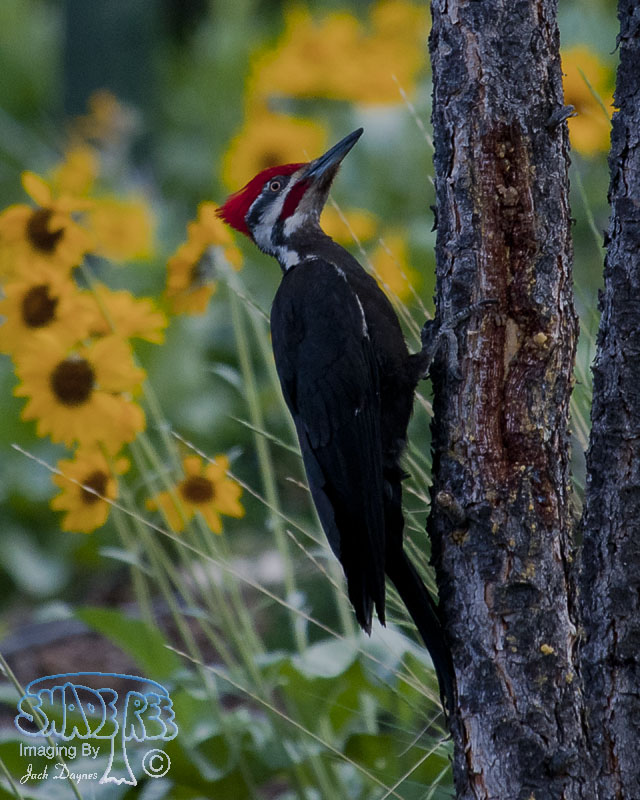 Pileated Woodpecker - Hylatomus pileatus