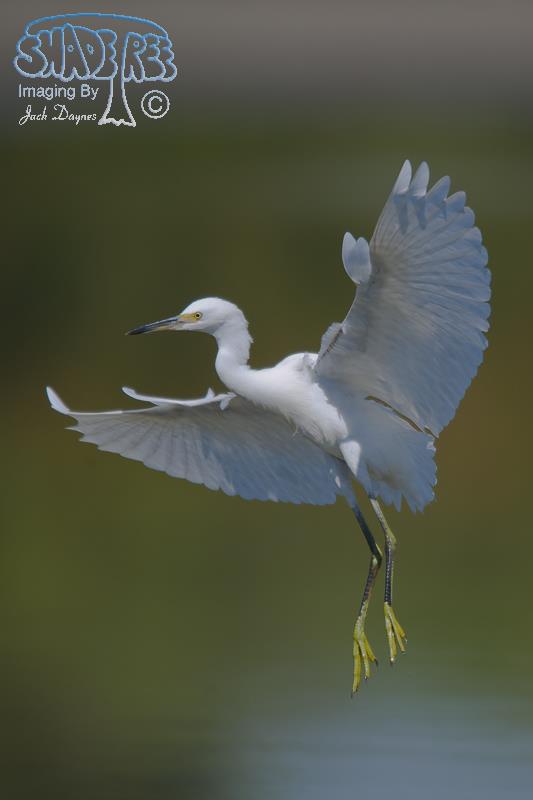 Snowy Egret - Egretta thula