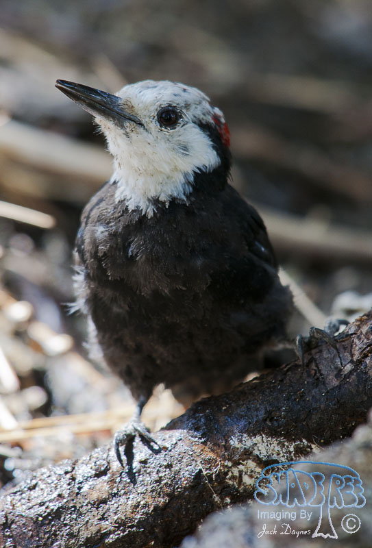 White-Headed Woodpecker - Leuconotopicus albolarvatus