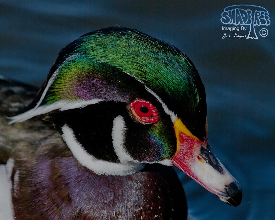 Wood Duck - Aix sponsa