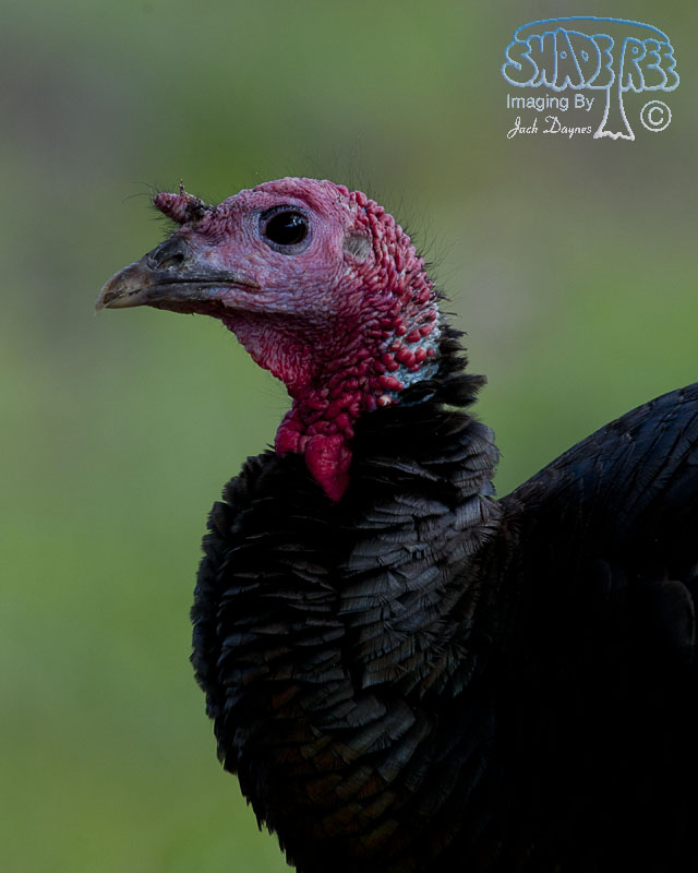 Wild Turkey - Meleagris gallopavo