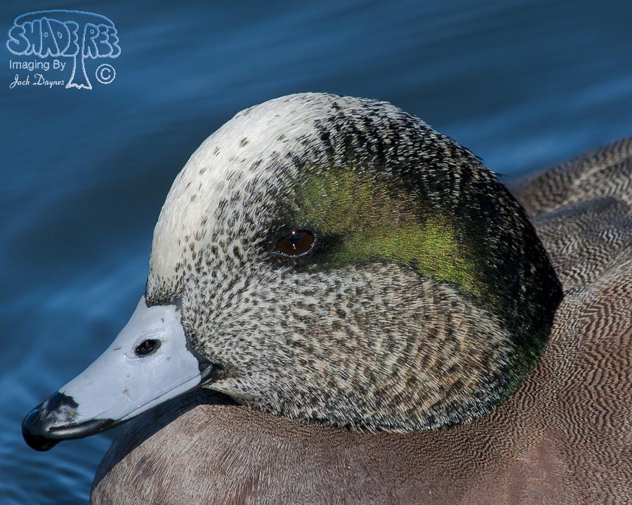 American Wigeon - Mareca americana