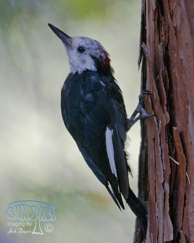 White-Headed Woodpecker - Leuconotopicus albolarvatus