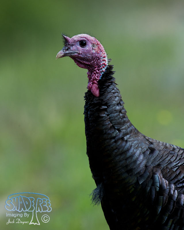 Wild Turkey - Meleagris gallopavo