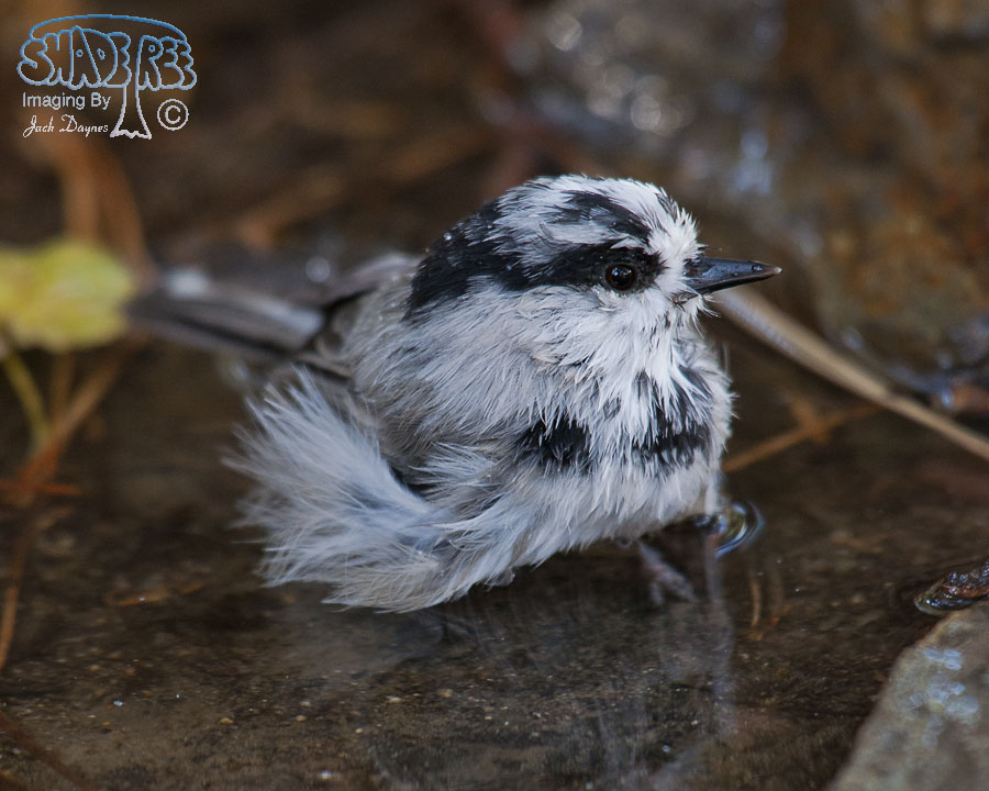 Mountain Chickadee - Poecile gambeli