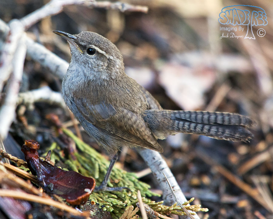 Bewick's Wren - Thryomanes bewickii