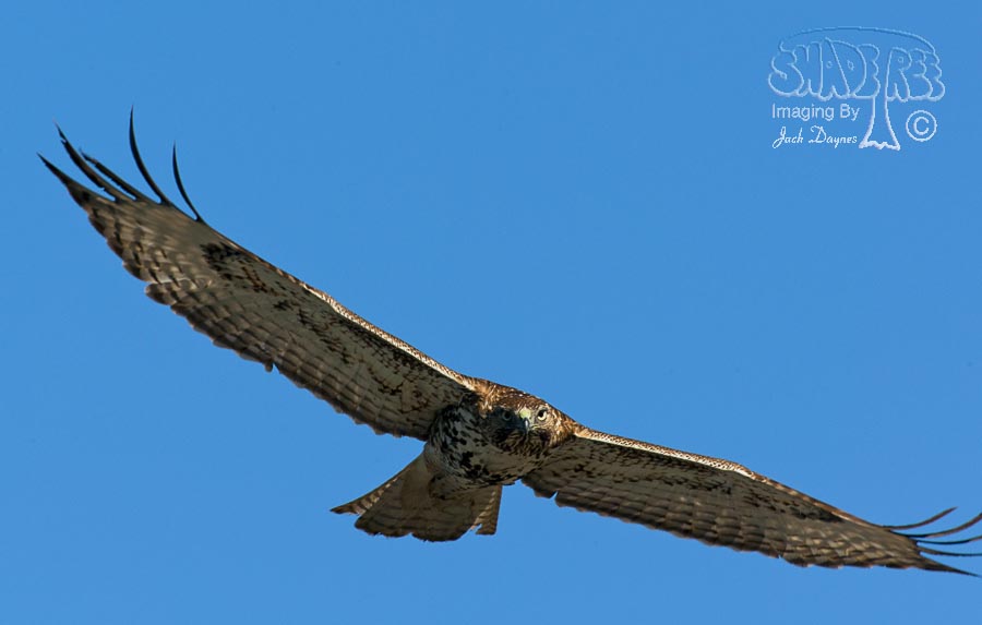 Red-Tailed Hawk - Buteo jamaicensis