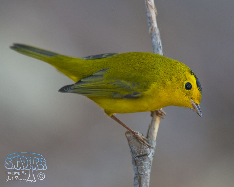 Wilson's Warbler - Cardellina pusilla
