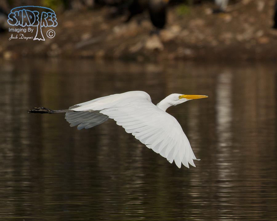 Great Egret - Ardea alba