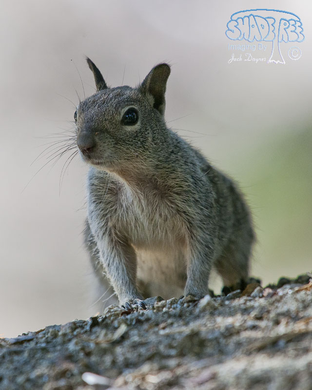Western Gray Squirrel - Junco hyemalis