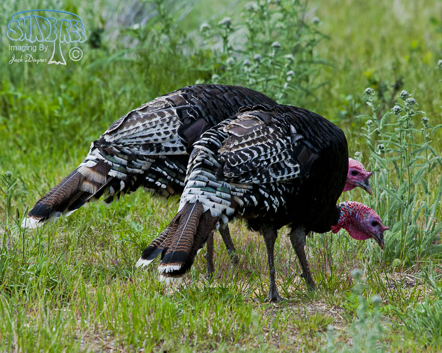 Wild Turkey - Meleagris gallopavo