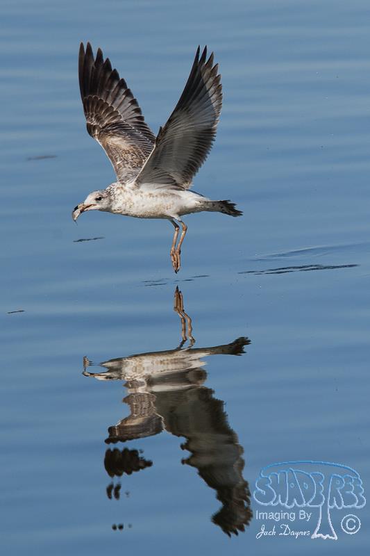 California Gull - Larus californicus